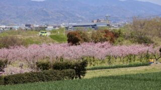 桃源郷 - 和歌山観光情報
